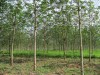Hiện trạng sản xuất cao su nông hộ tại Quảng Bình