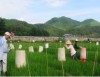Ảnh hưởng của tưới nước đến NS lúa và phát thải khí gây hiệu ứng nhà kính