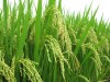 Ảnh hưởng của liều lượng và dạng phân đạm đến năng suất lúa