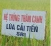 Ảnh hưởng của phân bón đến năng suất lúa theo hệ thống thâm canh lúa (SRI) trên đất không chủ động nước